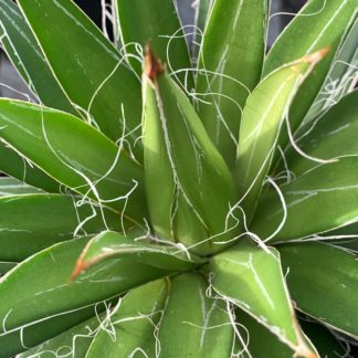 Agave filifera close up of a mature plant at Big Plant Nursery