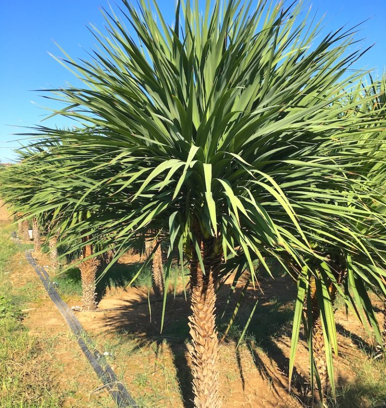 Cordyline australis