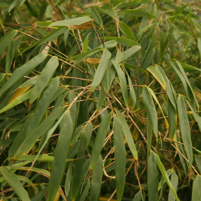 Fargesia Rufa - Big Plant Nursery