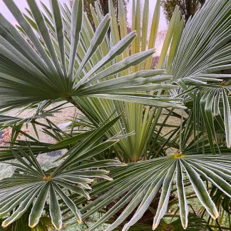 Palms Hardy Exotic Big Plant Nursery