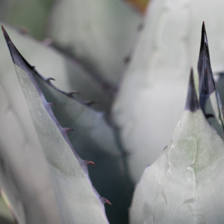 Agave havardiana leaf colour