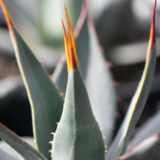 Agave parryi var. neomexicana leaf close up