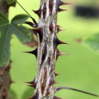 Kalopanax septemlobus at Big Plant Nursery