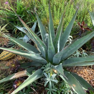 Agave montana mature plant at Big Plant Nursery