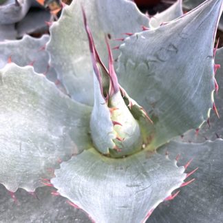 Agave 'Blue Brian' growing point showing leaf and spine colour on young plant at Big Plant Nursery