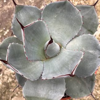 Agave parryi var. truncata aerial view