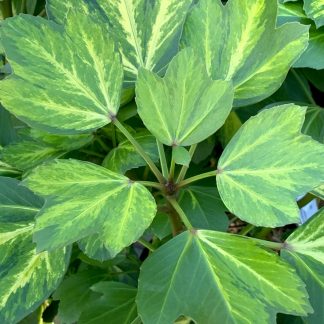 Pseudopanax lessonii 'Gecko Gold' showing leaf shape and colour at Big Plant Nursery